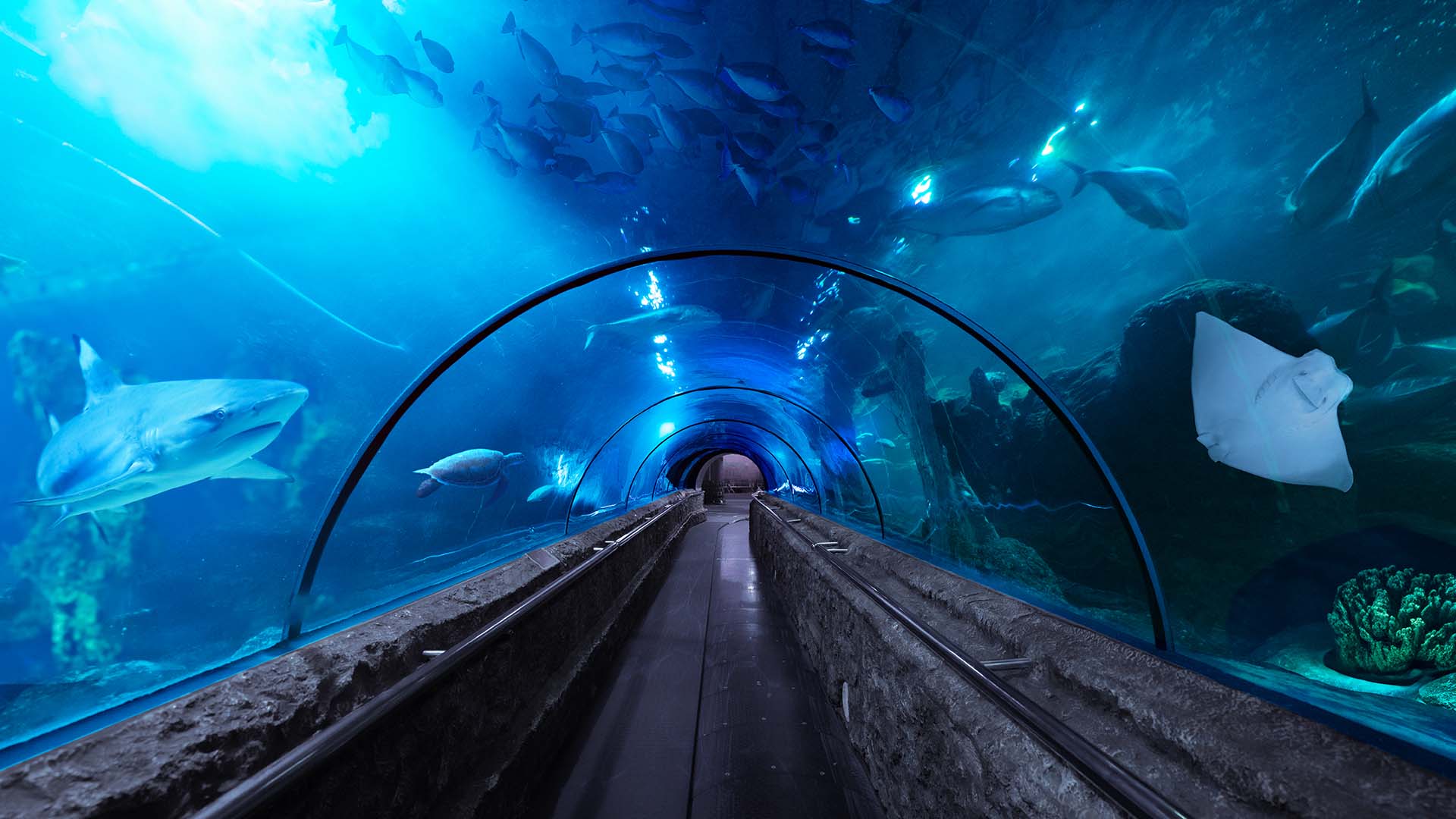 Sea World Indonesia